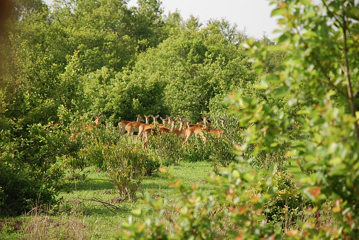 Kob Antilopenweibchen im Mole Nationalpark