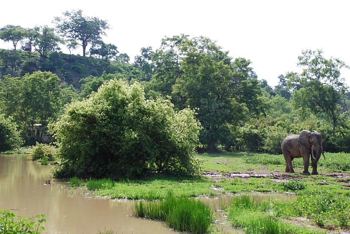 Den Elefanten hätten wir auch vom MGD (oben links...) aus gesehen