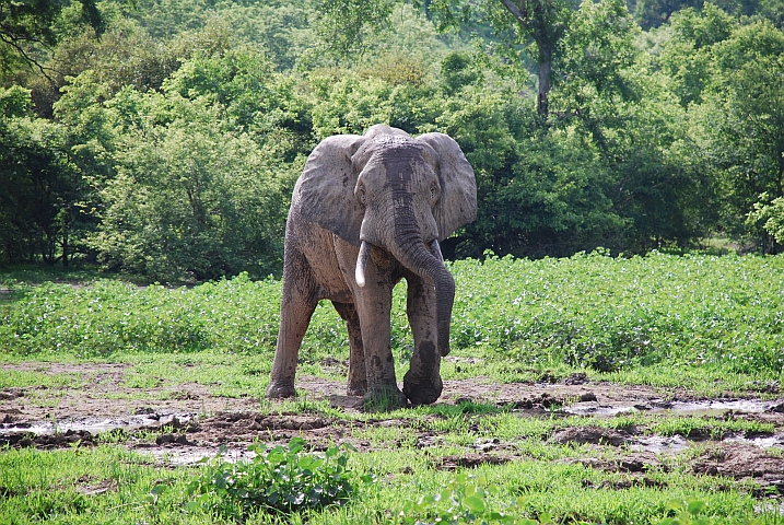 Elefantenbulle im Mole Nationalpark