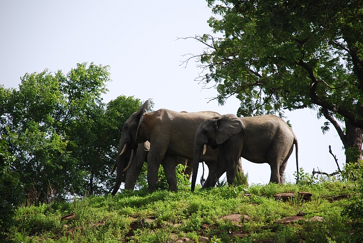 Elefanten im Mole Nationalpark