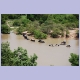 Nach dem Badespass verlassen die Elefanten den Teich in Einerreihe