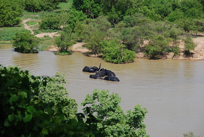 Fünf Elefanten beim täglichen Bad