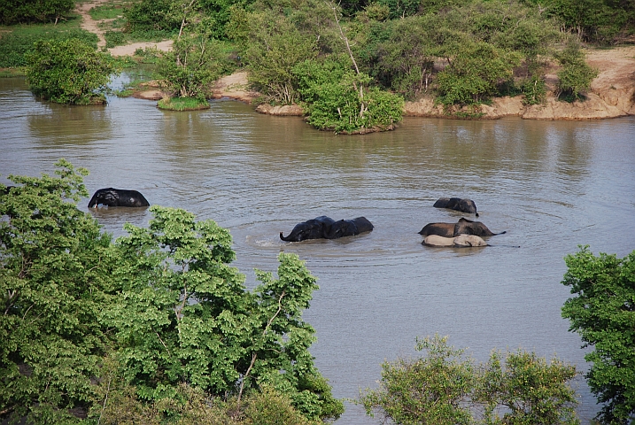 Der Rüssel wird als Schnorchel benutzt