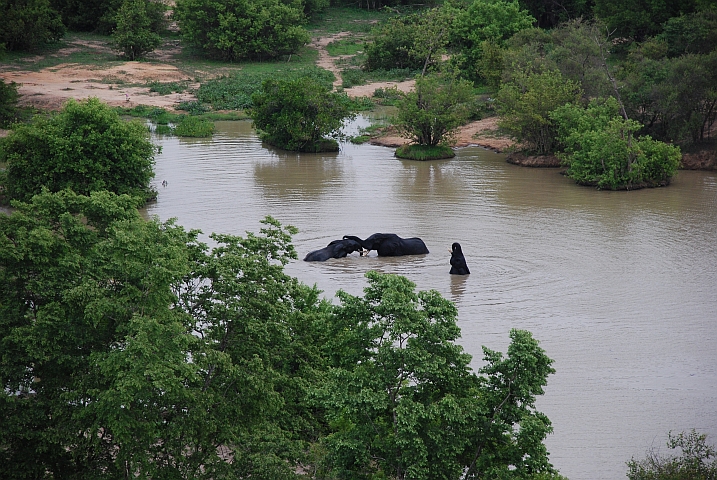 Beim Baden spielen und planschen die Elefanten ausgiebig miteinander
