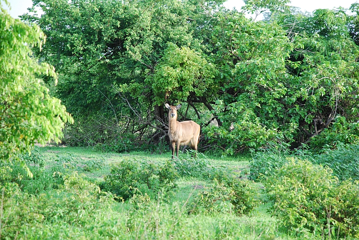 Waterbuck im Mole Nationalpark