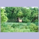 Waterbuck im Mole Nationalpark