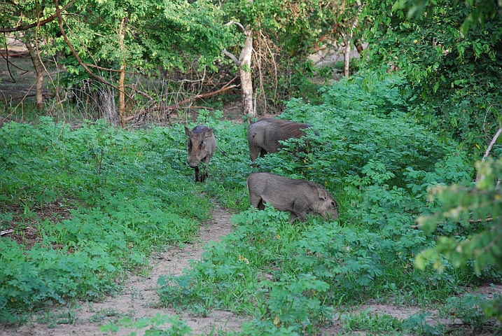 Warzenschweine im Mole Nationalpark
