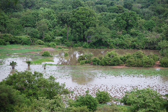Überschwemmtes Gelände nach einem heftigen nächtlichen Gewitter im Mole Nationalpark