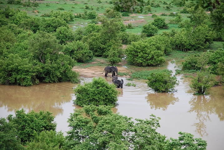 Drei Elefanten am Wasserloch auf dem Weg zum täglichen Bad