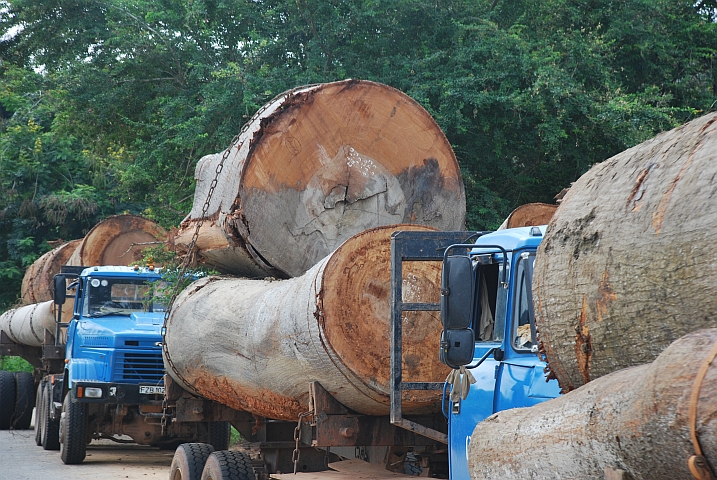 Holztransporter gleich neben dem Kakum Nationalpark...