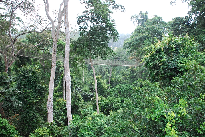 Hängebrücke des “Canopy Walk“ im Kakum Nationalpark