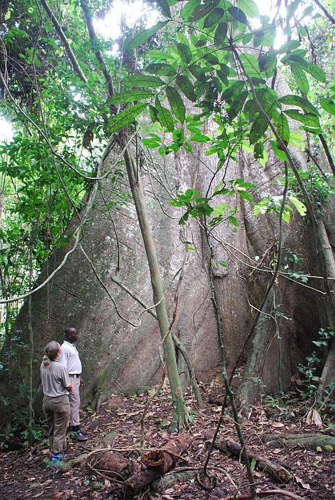 Imposantes Wurzelwerk im Kakum Nationalpark