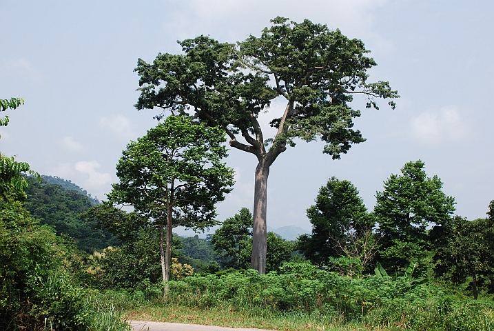 Baum zwischen Bame und Kpeve in der Volta Region