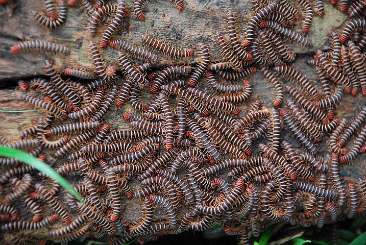 Hundertfüsserversammlung