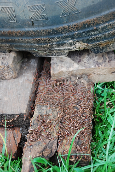 Hundertfüsslerkolonie beim Rad von Obelix