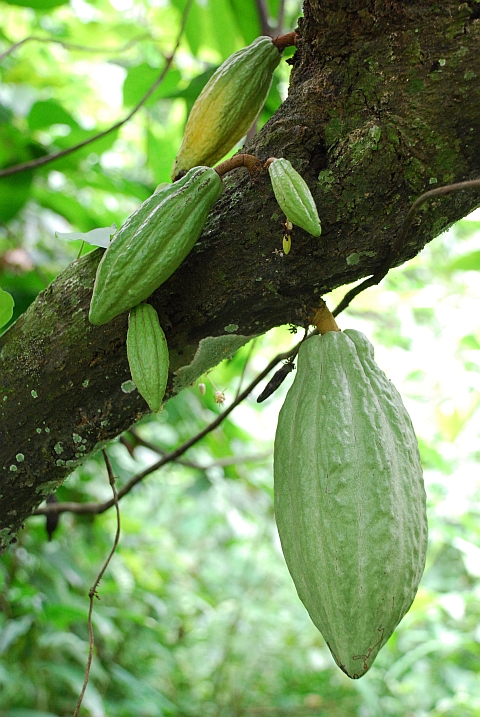 Unreife Kakaofrüchte
