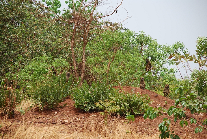 Paviane zwischen Koundara und Labé