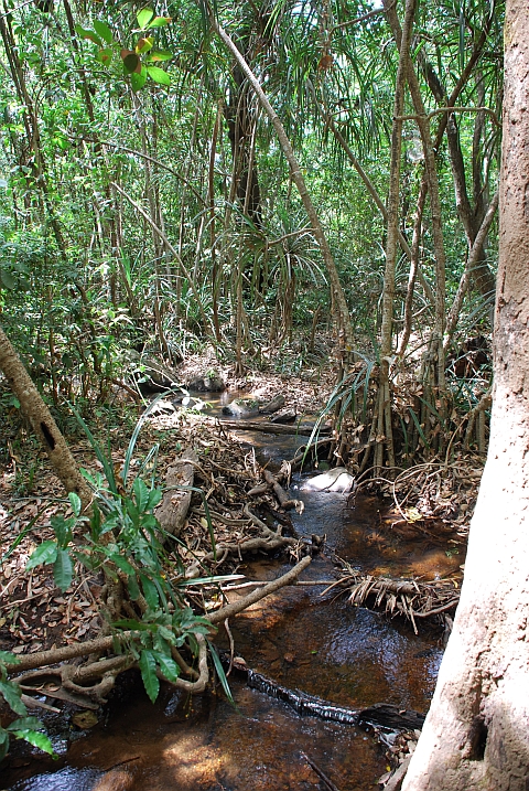 Yuka-Palmen gesäumtes Flüsschen bei den Chutes de la Sala