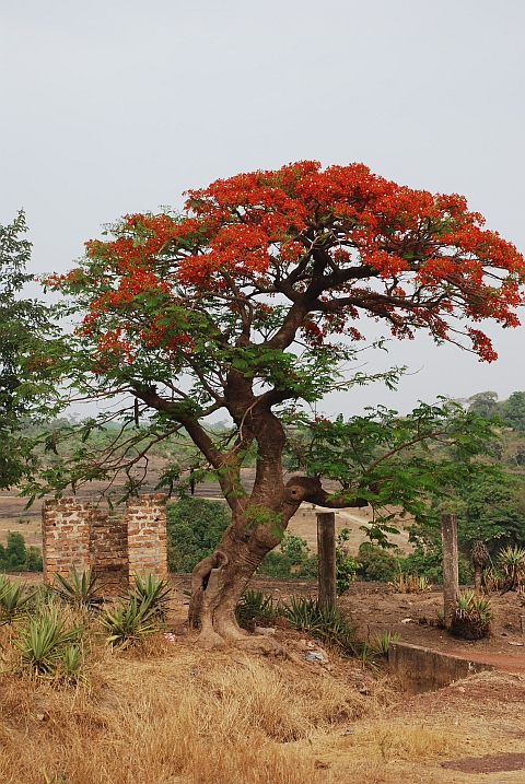 Flamboyant-Baum bei Labé