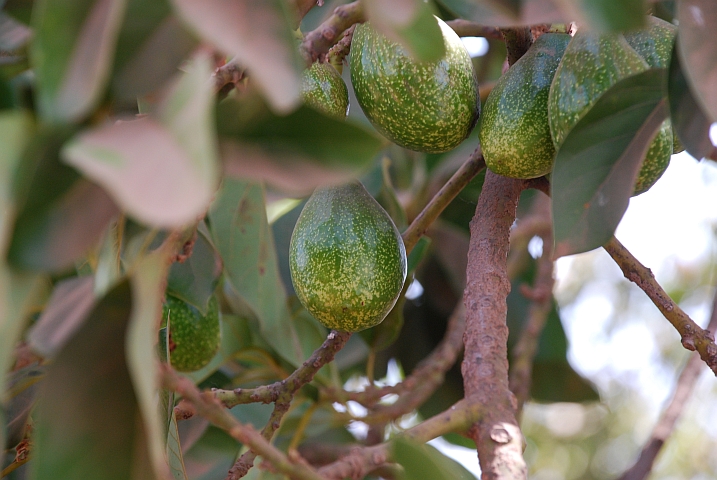 Avocados am Baum