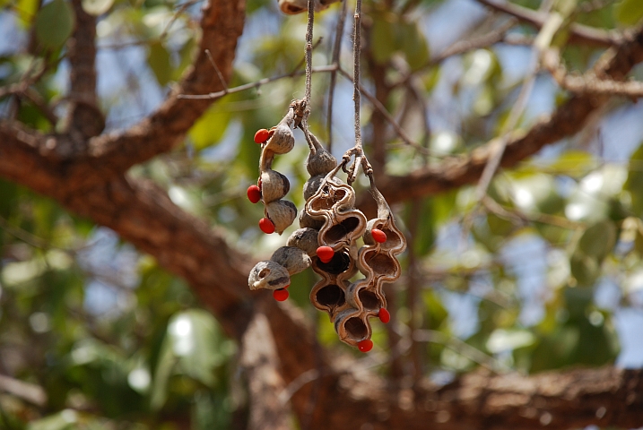 Unbekannter Fruchtstand