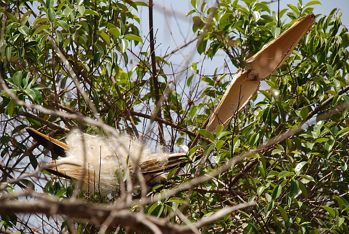 Unbekannter Fruchtstand mit und ohne Füllung