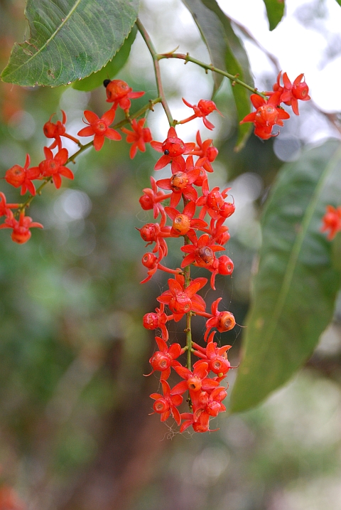 Unbekannte rote Blüten