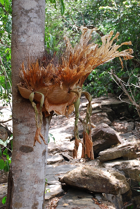 Schmarotzerpflanze an einem Baum