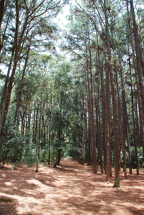 Kiefernwald in den Chavalier-Gärten