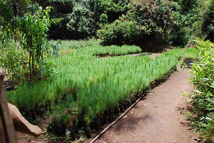 In den Chevalier-Gärten werden Kiefern-Setzlinge gezogen
