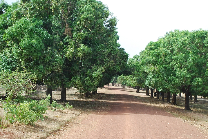 Mangobaum-Allee in einem Dorf an der Piste nach Niandankoro