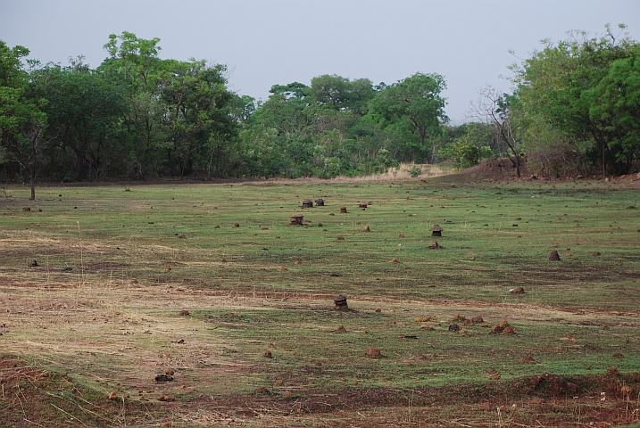 Nach etwas Regen beginnt gleich das Gras zu spriessen
