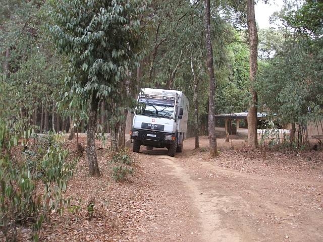 Obelix im Kiefernwald der Chevalier-Gärten