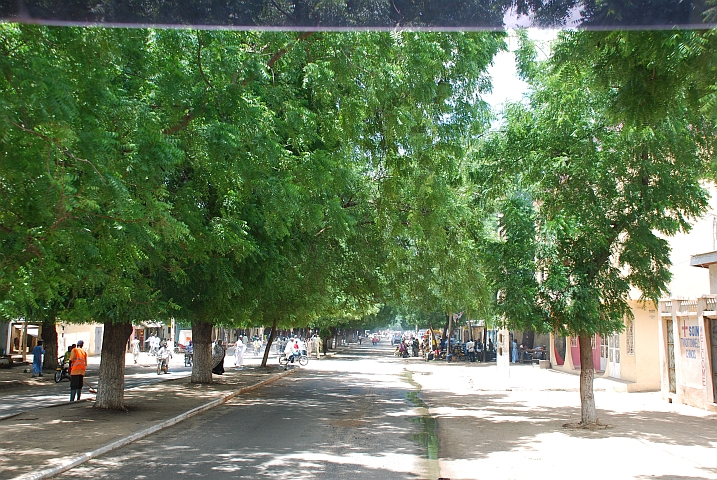 Allee aus Neembäumen mit für Obelix eher tief hängenden Ästen