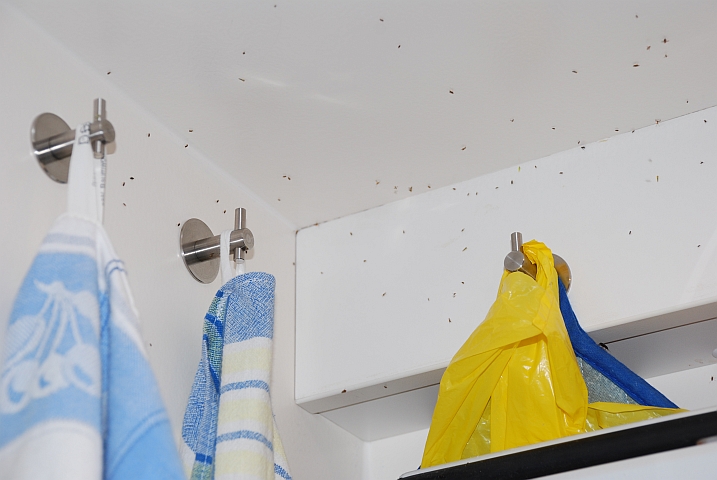 Viele ungebetene Gäste in unserem Haus, zum Glück stechen sie wenigstens nicht