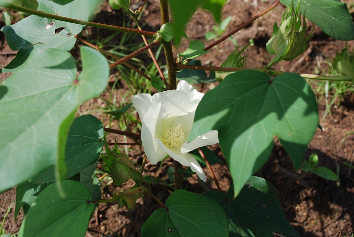 Blüte der Baumwollpflanze