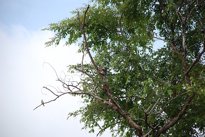 Grey-headed Kingfisher (Graukopfliest)