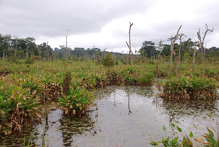 Sumpflandschaft bei Doumé zwischen Bertoua und Abong Mbang