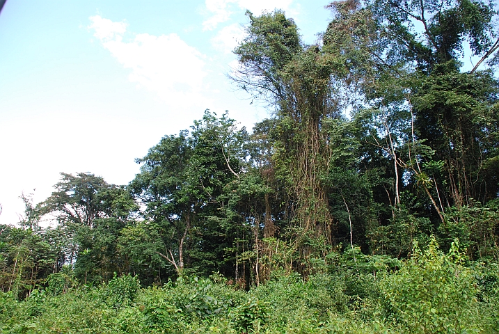 Regenwaldszenerie zwischen Ebolowa und Ambam