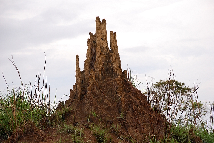 Termitenhügel zwischen Okoyo und Boundji