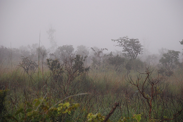 Morgennebel zwischen Okoyo und Boundji
