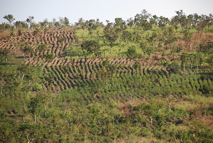 Äcker in einem Hang kurz vor Ngo