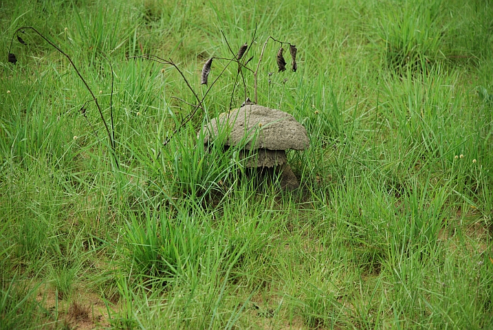 Termiten-Pilz Léfini-Reservat