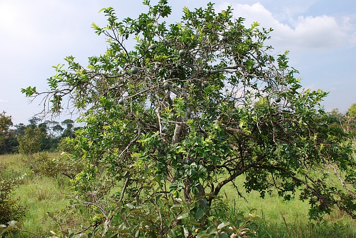 Unbekannter Fruchtbaum im Léfini-Reservat