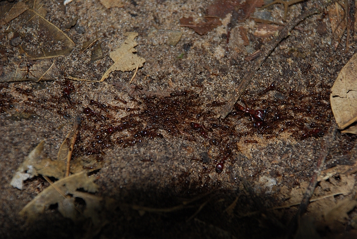 Ameisenstrasse auf dem Waldboden im Léfini-Reservat