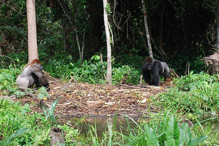 Titi und Rupert im Léfini-Reservat