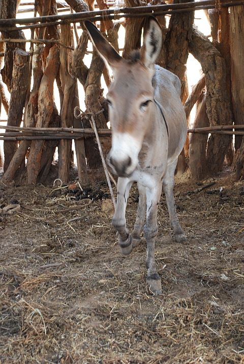 Der Esel, oder die röhrende Uhr von Kalasa