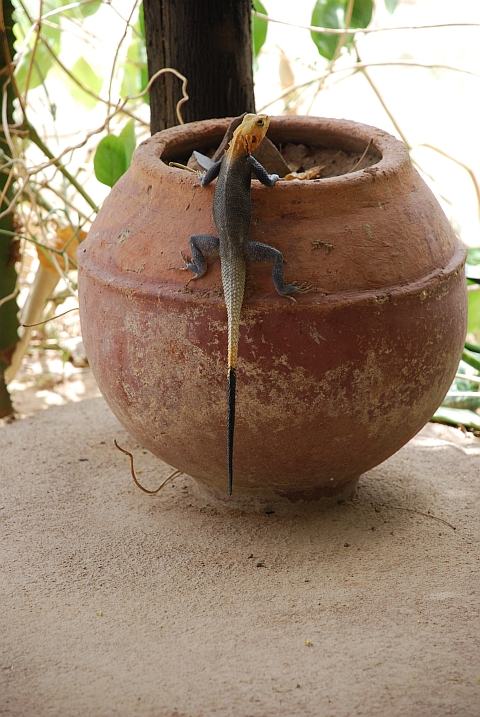 Farbenfrohe Echse, wir nannten ihn “Zampano“