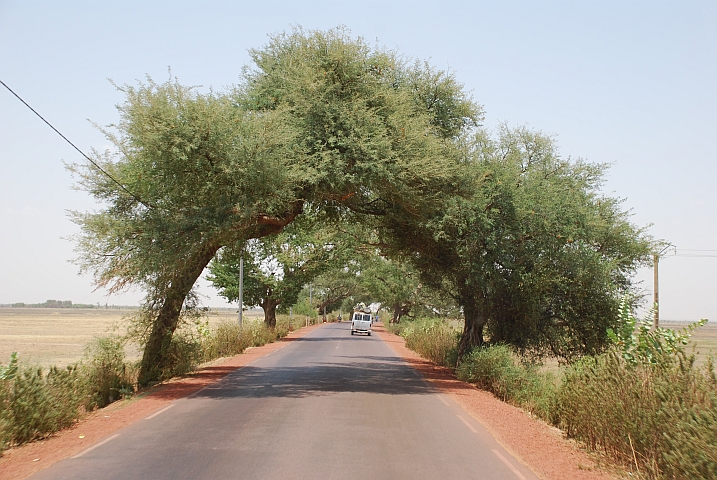 Strasse zwischen Mopti und Sévaré