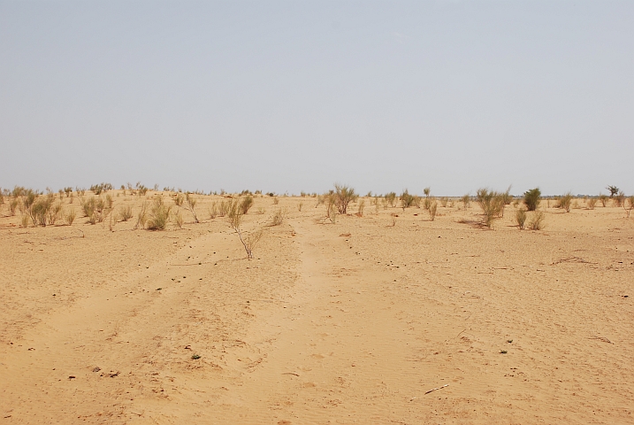 Spurensuche in den Dünen